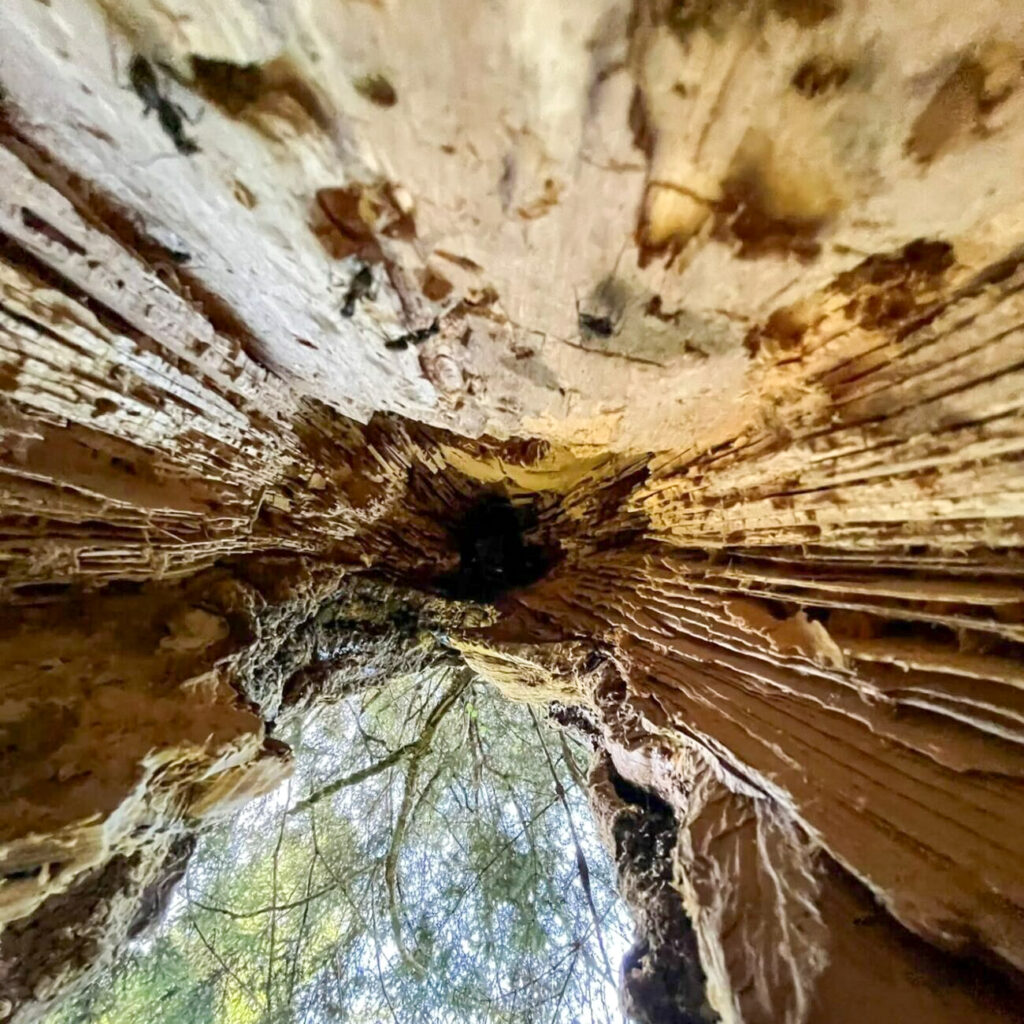 Initiation à la Marche en Conscience - Loutika